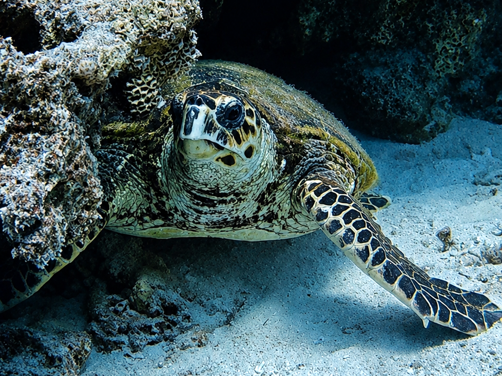 Schildkröten und Delfine am Donnerstag