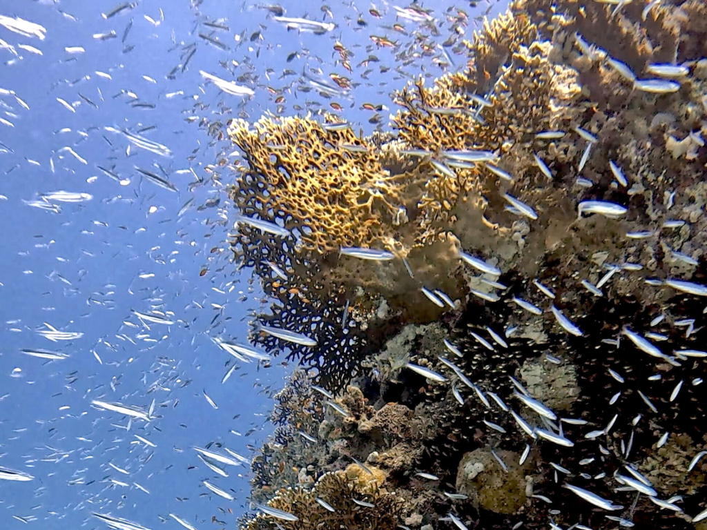 Fantastische Sicht auf die Unterwasserwelt