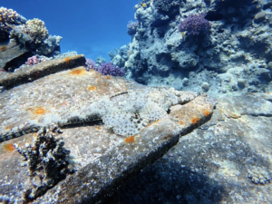 Ein rundum schöner Freitag im Roten Meer