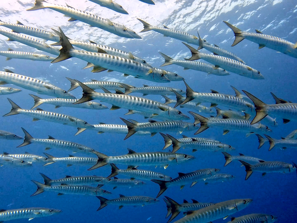Fische in allen Farben soweit das Auge reicht