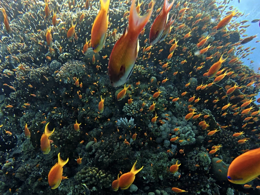 Blauer Himmel und beste Aussichten auf bunte Fische