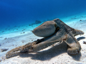 Vom Dugong-Moment zum Unterwassertraum