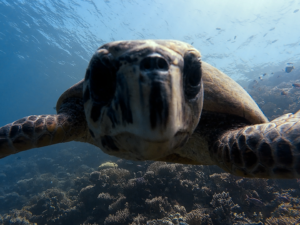 Fischschwärme und eine neugierige Schildkröte