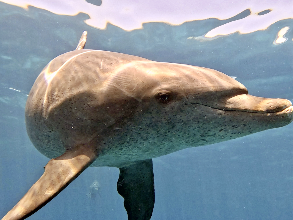 Delfinflüsterer – voller Glücksmomente