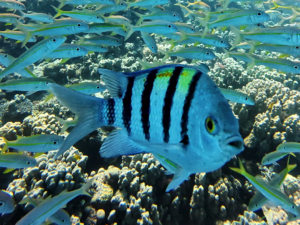 Auch die kleinen Fische kommen ganz groß raus