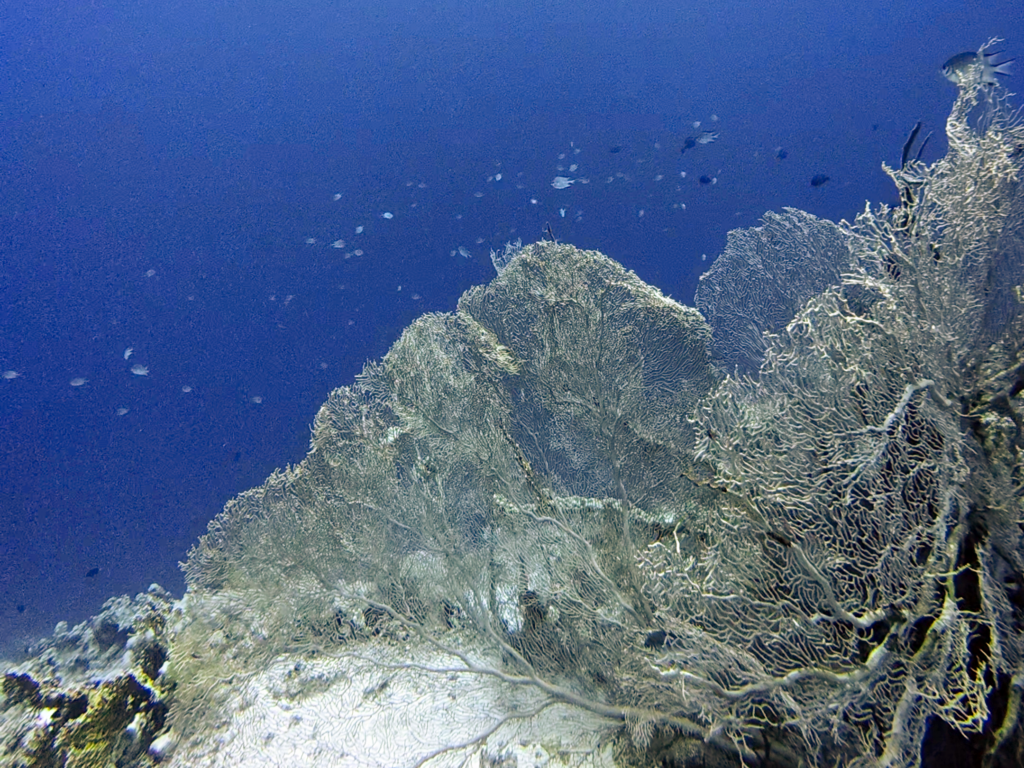 Ein Unterwasser-Traum wird wahr in Shaab Pinky
