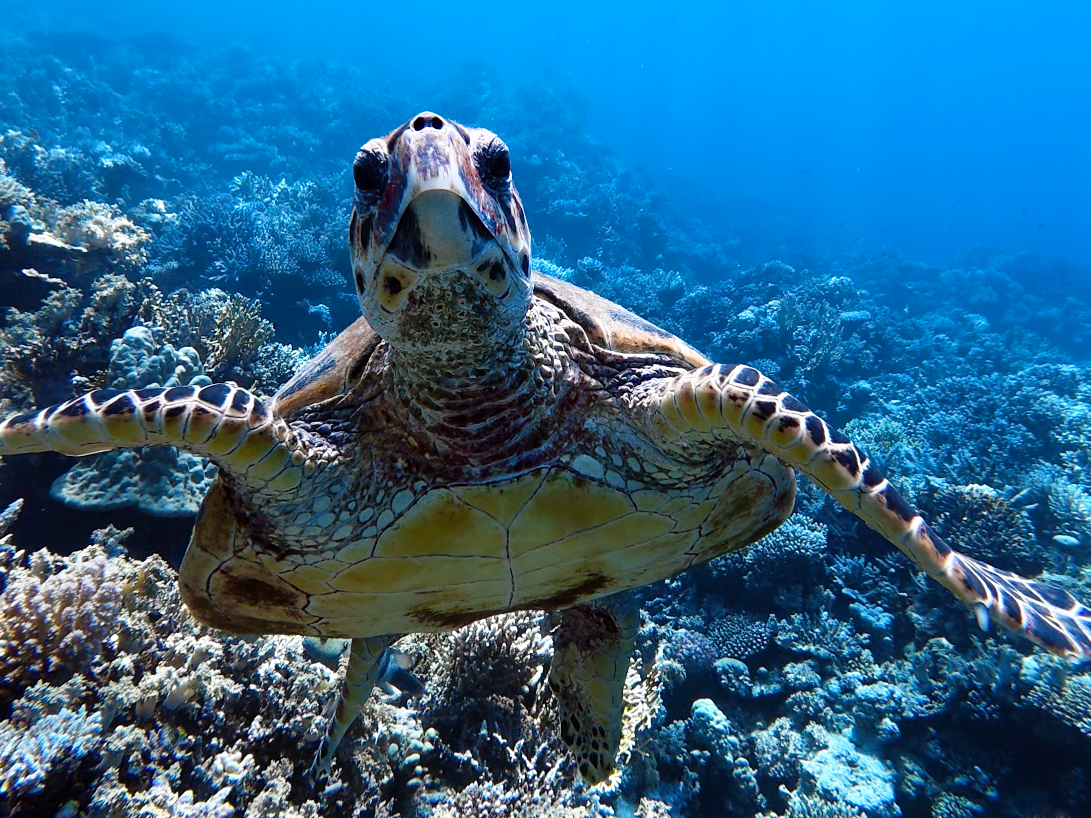 Schildkröte