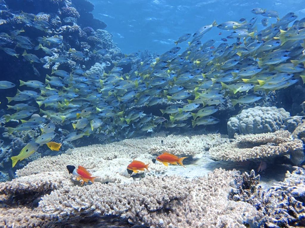 Ein Blick ins Blaue lohnt sich beim Tauchen immer