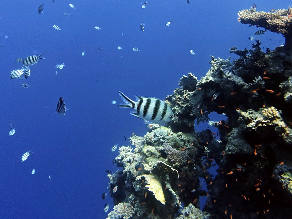 Eine Minisafari in unserem geliebten Roten Meer