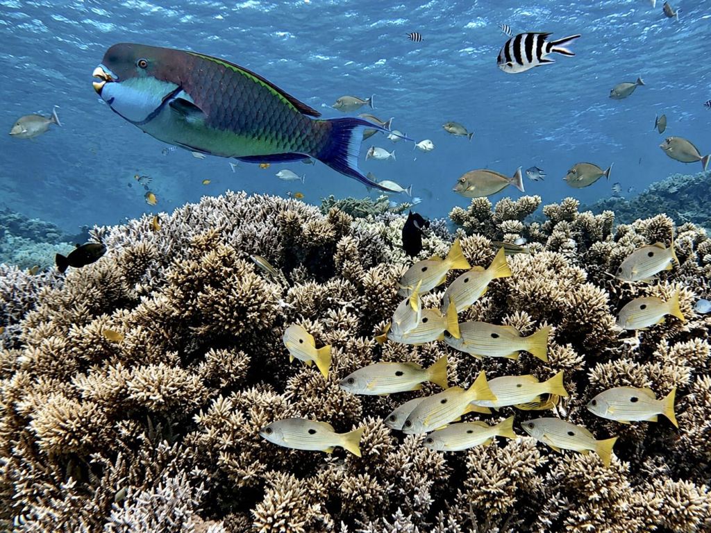 Viele bunte Fische und als Highlight ein paar Delfine