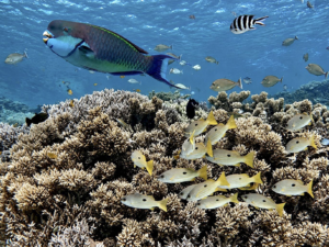 Viele bunte Fische und als Highlight ein paar Delfine